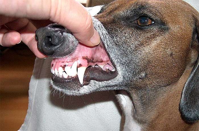 Реферат: Лечение пироплазмоза собаки