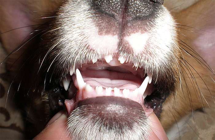 Молочные зубы вельш-корги-пемброк, возраст 11 недель, фото фотография собаки