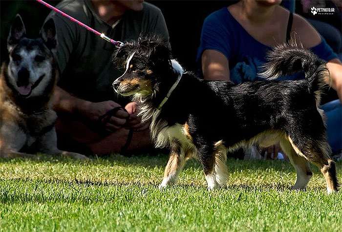 Малая греческая домашняя собака или милитео кинидио, фото фотография собаки