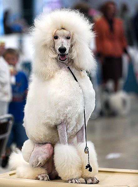 Белый пудель, фото фотография собаки