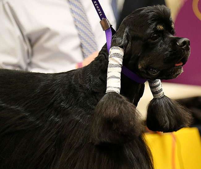 Щенки французского бульдога, фото фотография собаки