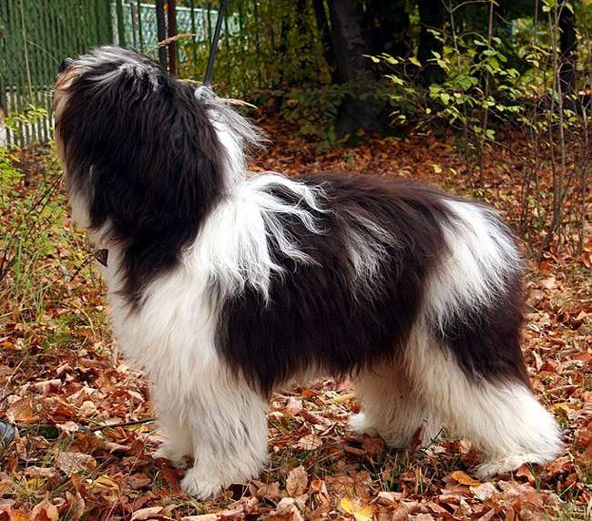 Польская низинная овчарка, фото фотография собаки