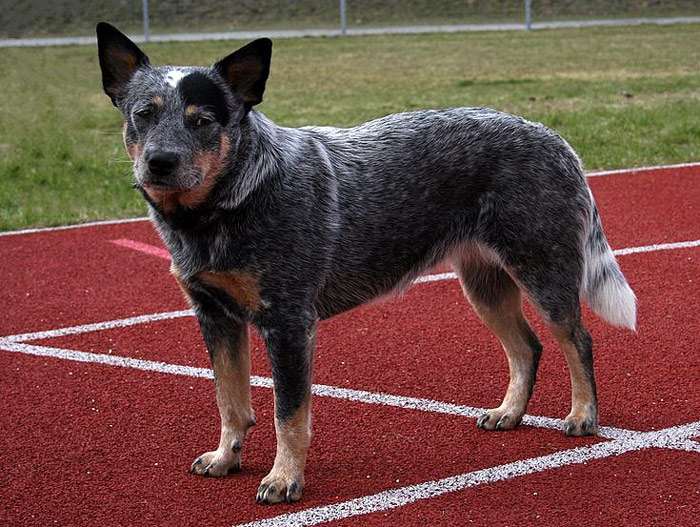 Австралийская пастушья собака, фото фотография собаки