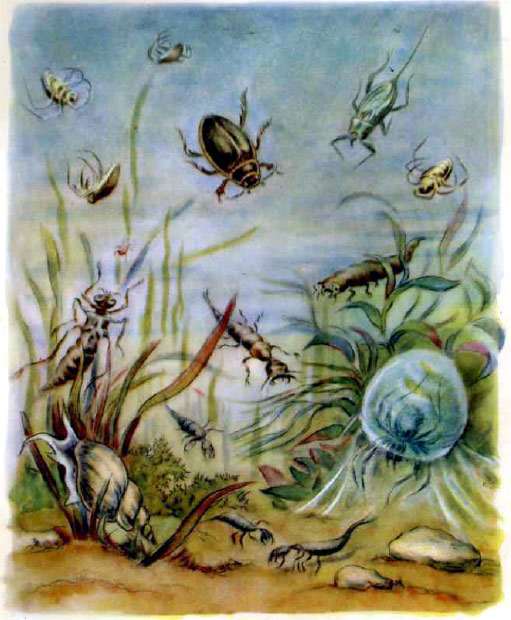 И под водой живут разнообразные насекомые, рисунок иллюстрация