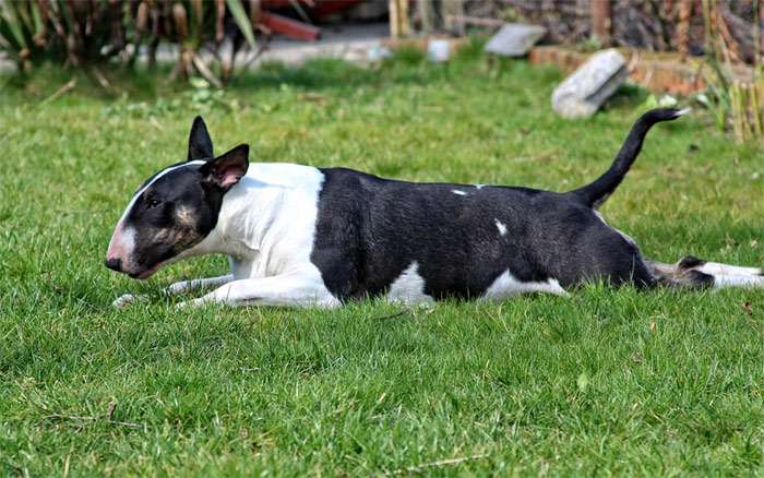 Бультерьер лежит на зеленой траве, фото фотография собаки