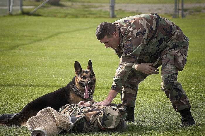 Немецкая овчарка охраняет задержанного нарушителя, фото фотография собаки