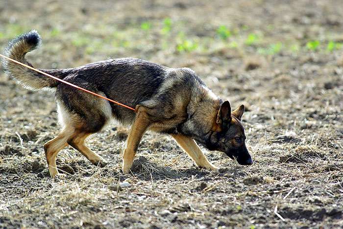 Немецкая овчарка идет по проложенному следу IPO, фото фотография собаки