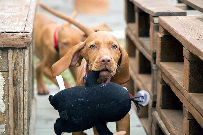 Забавный щенок венгерской выжлы, фото фотография собаки
