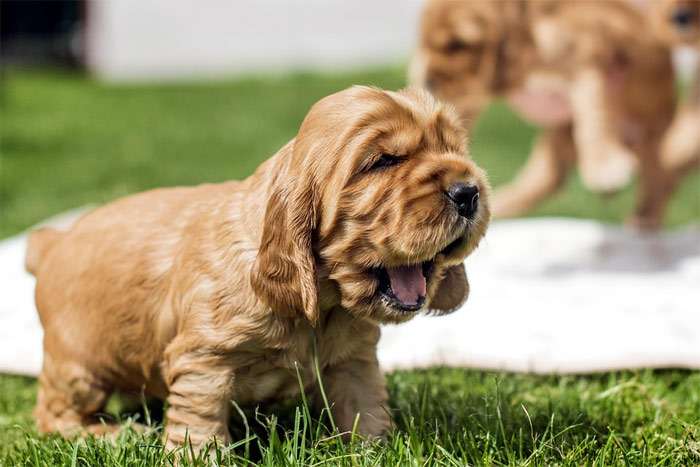 Зевающий щенок американского кокер-спаниеля, фото фотография собаки