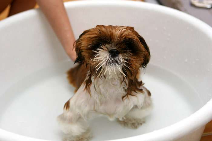 Ши-тцу моют в тазике, фото фотография собаки