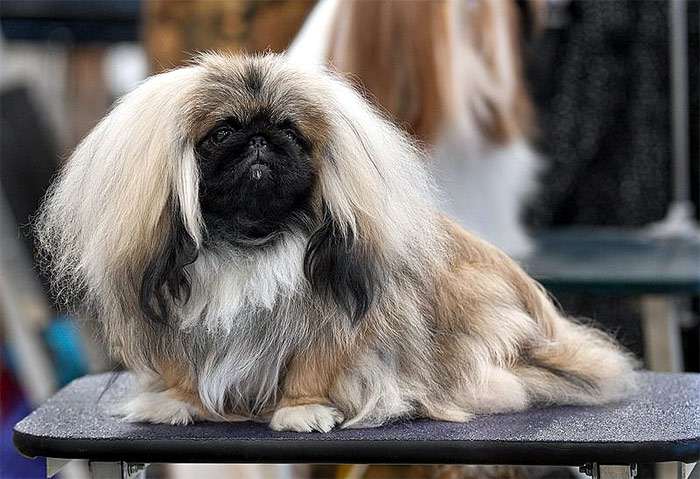 Пушистый пекинес на выставке, фото фотография собаки