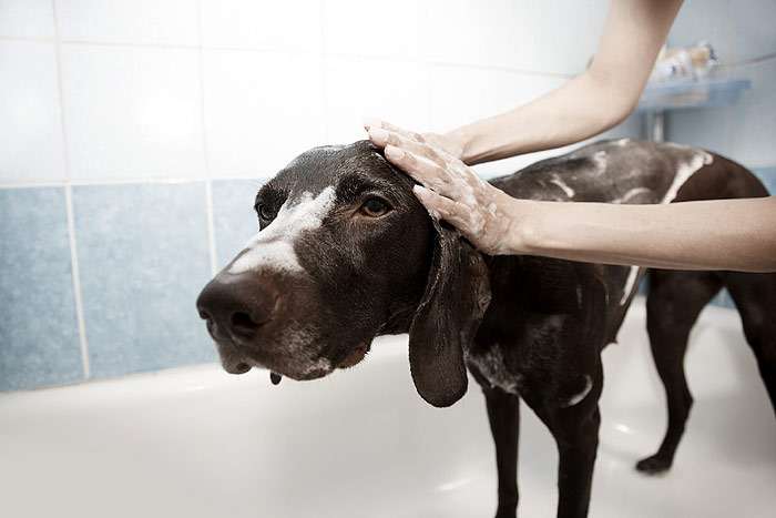 Легавую собаку моют в ванне, фото фотография собаки