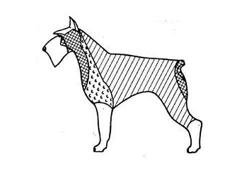 Схема тримминга миттельшнауцера, рисунок картинка собаки