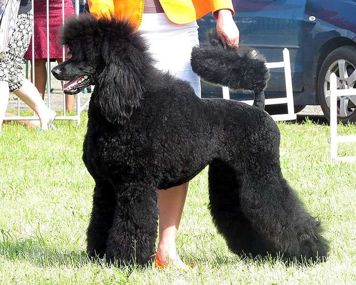 Черный пудель, рисунок собаки