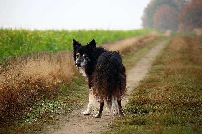 Старая собака на дороге, фото фотография собаки