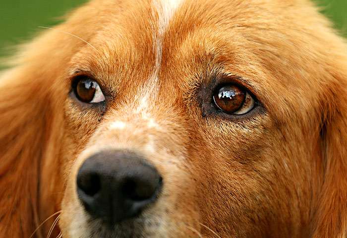 Глаза, взгляд старой собаки, фото фотография собаки