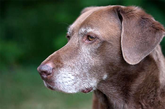 Старая собака с седой мордой, фото фотография собаки