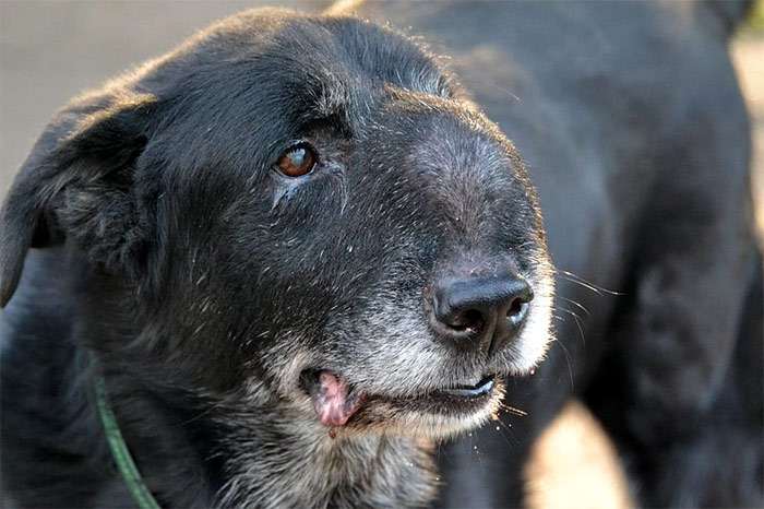 Старая собака с опухолью на морде, фото фотография собаки