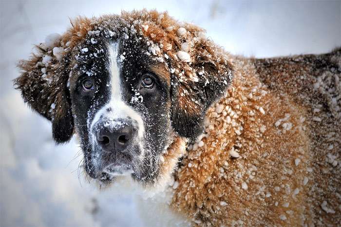Сенбернар в снегу, фото фотография собаки