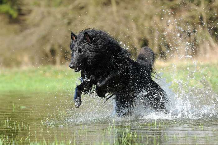Грюнендаль бежит по воде, фото фотография собаки