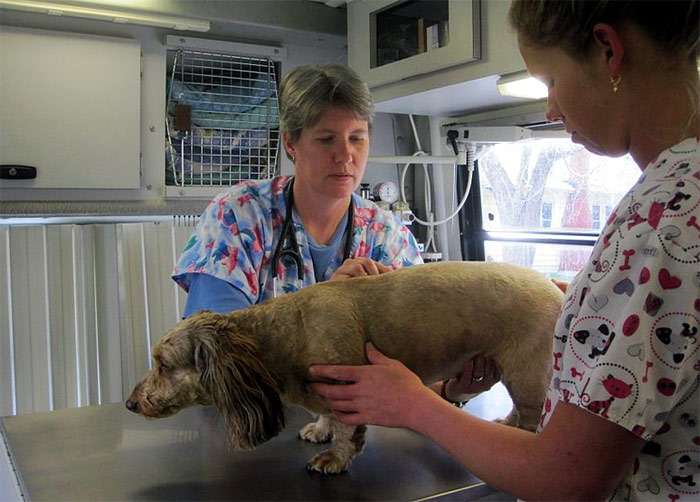Старую собаку осматривают ветеринары, фото фотография собаки