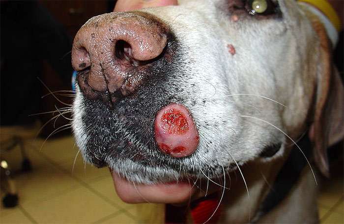 Опухоль на губе старого лабрадора, фото фотография собаки