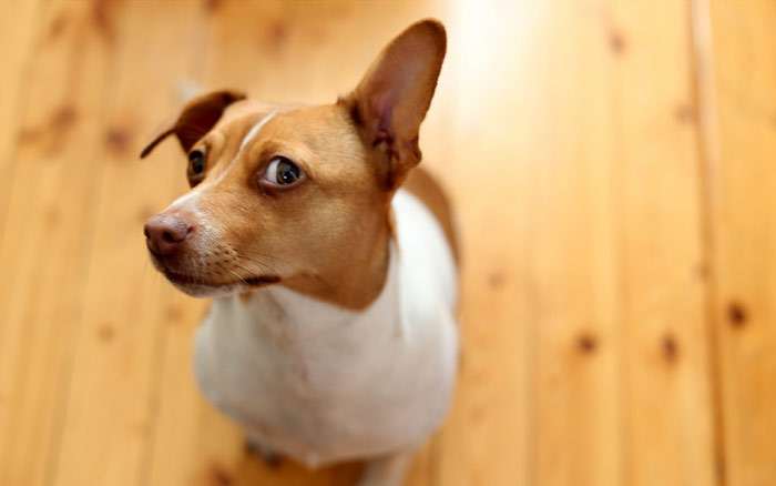 Заинтересованная собака, хитрый взгляд, фото фотография собаки