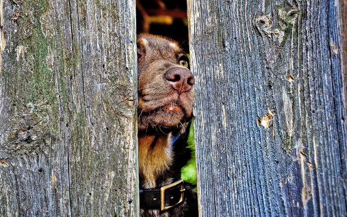 Что сделать чтобы собака не копала под забором
