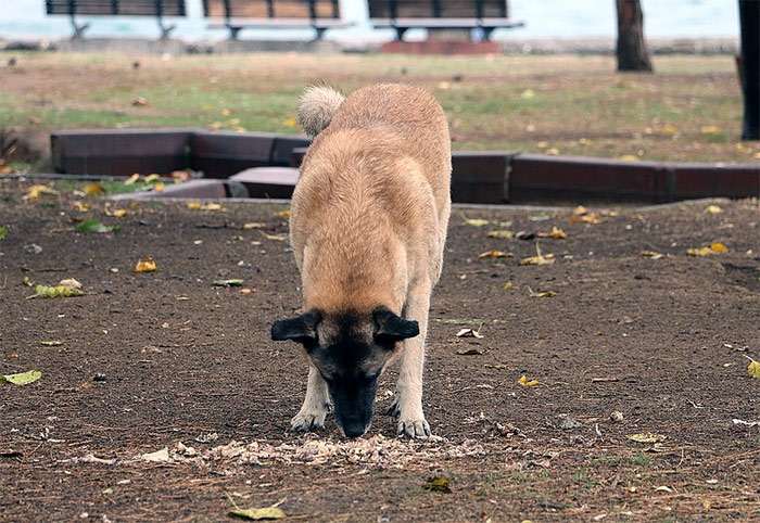 Собака что-то ест с земли, фото фотография собаки