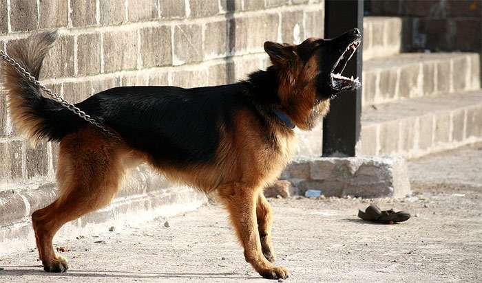 Если собака слишком много лает, лай выражение чувств собаки, охрана дома  квартиры территории, причины лая собаки, умеренный лай, предупреждение  хозяина лаем, поведение собаки