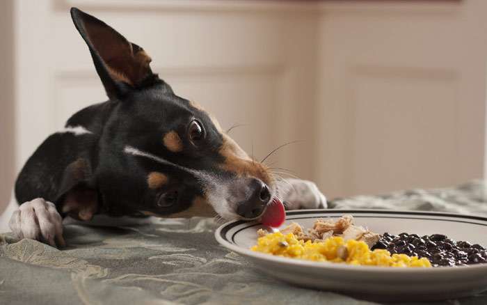 Собака пытается съесть еду хозяина, стоящего на столе, фото фотография собаки