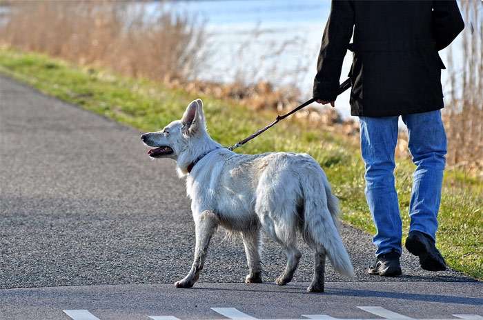 Белая овчарка гуляет на поводке, фото фотография собаки