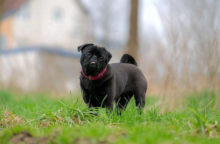 Черный мопс задумчиво стоит в траве, фото фотография собаки
