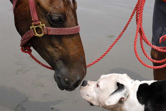 Бульдог обнюхивается с лошадью, фото фотография собаки