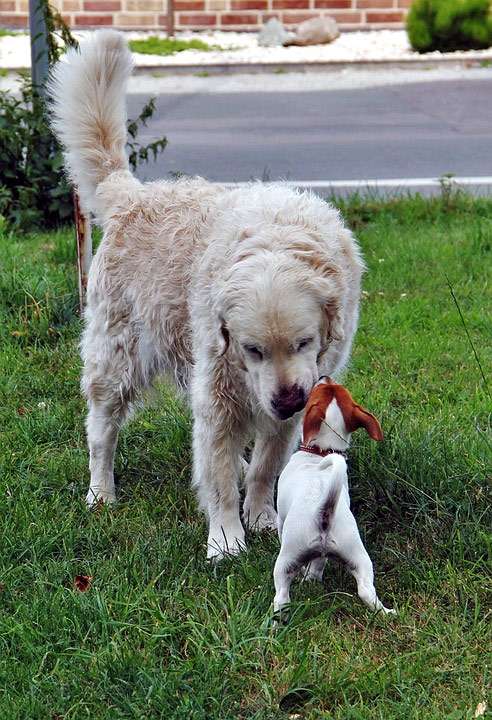 Золотистый ретривер обнюхивает маленькую собачку, фото фотография собаки