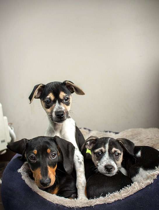 Черная гладкошерстная такса и два щенка, фото фотография собаки