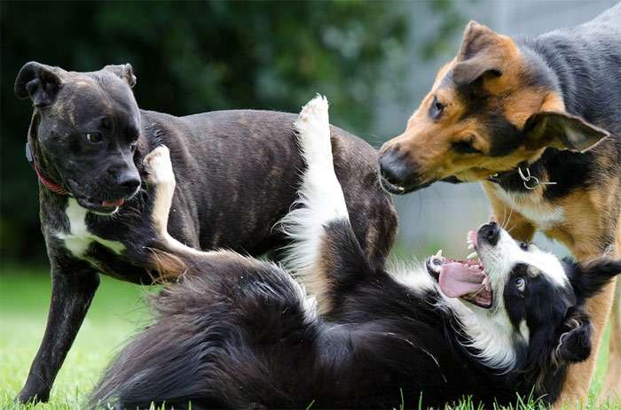 Три собаки играют друг с другом, фото фотография собаки
