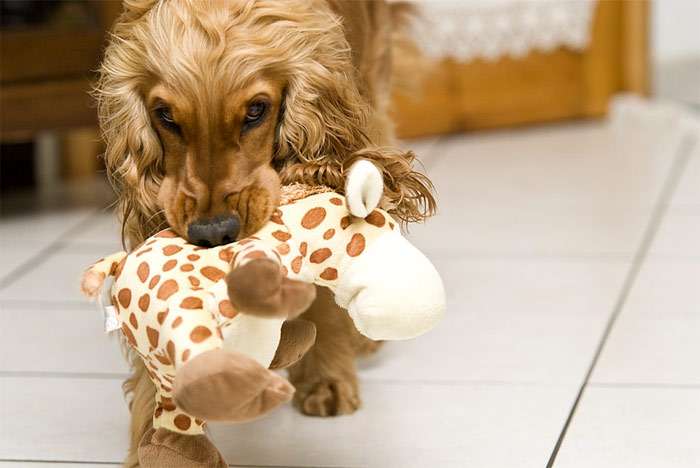 Английский кокер-спаниель играет с игрушечным жирафом, фото фотография собаки