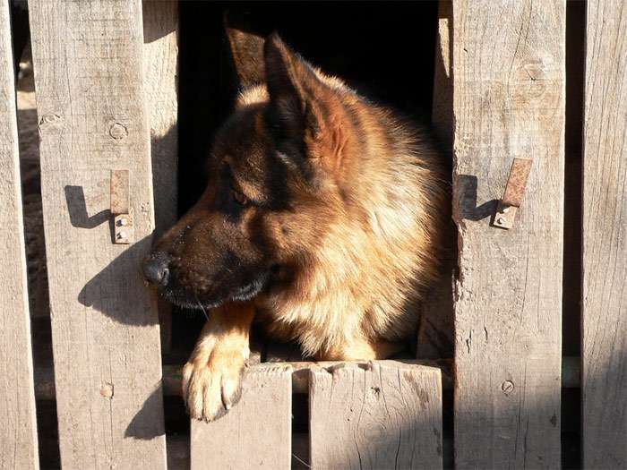 Немецкая овчарка выглядывает из-за забора, фото собаки фотография