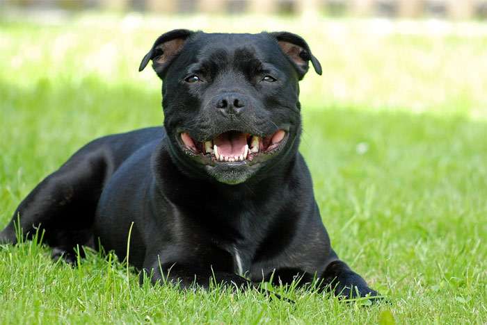 Черный стаффордширский бультерьер, фото собаки фотография