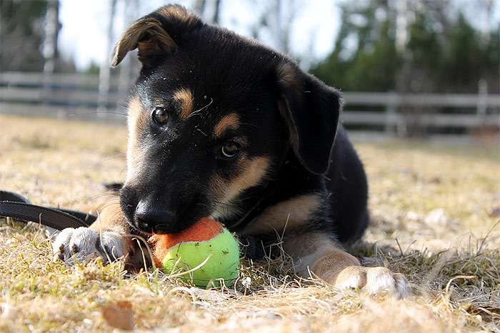 Щенок немецкой овчарки грызет мяч, фото фотография собаки