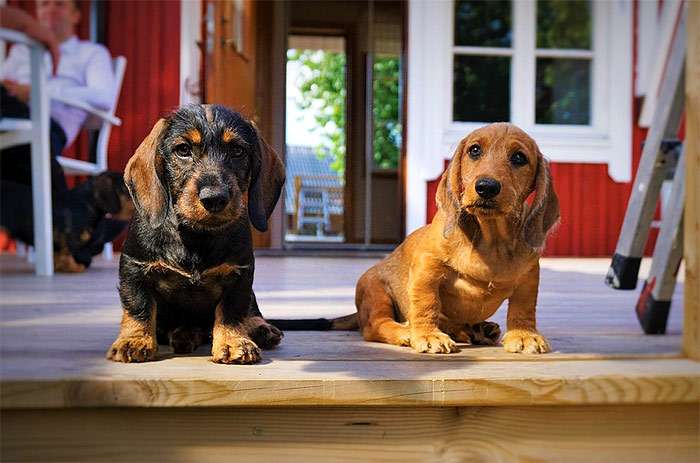 Два щенка таксы на пороге дома, фото фотография собаки