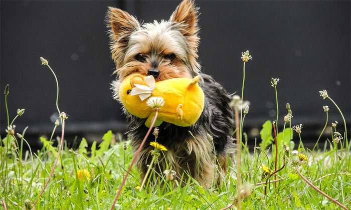 Щенок йорка играет с игрушечным цыпленком, фото фотография собаки