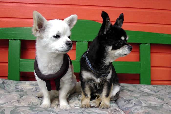 Два чихуахуа сидят на скамейке, фото фотография собаки