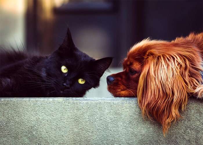 Черная кошка и рыжий спаниель, фото фотография собаки