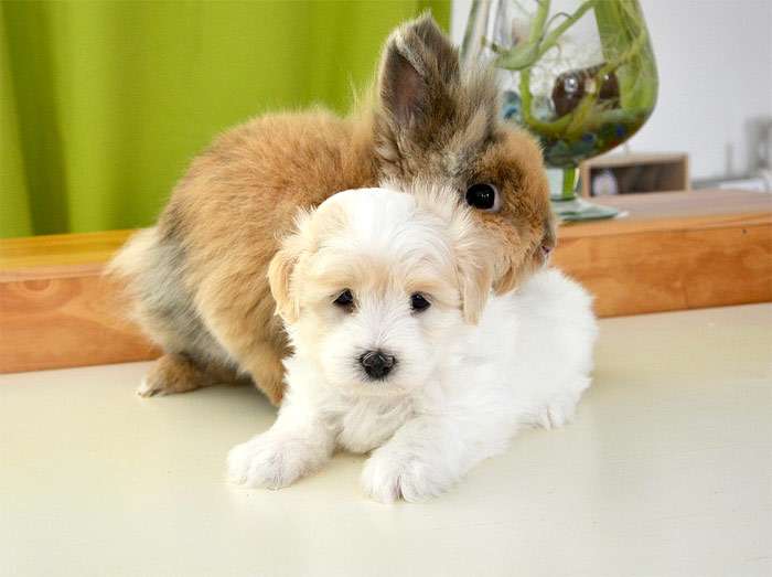 Щенок мальтезе и карликовый кролик, фото фотография собаки