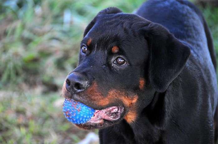 Молодой ротвейлер с мячиком в зубах, фото фотография собаки