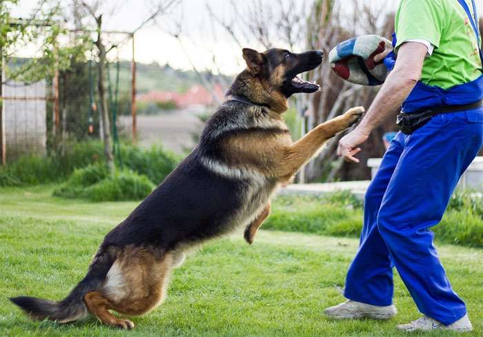 Немецкая овчарка пытается ухватить фигуранта за рукав, фото фотография собаки