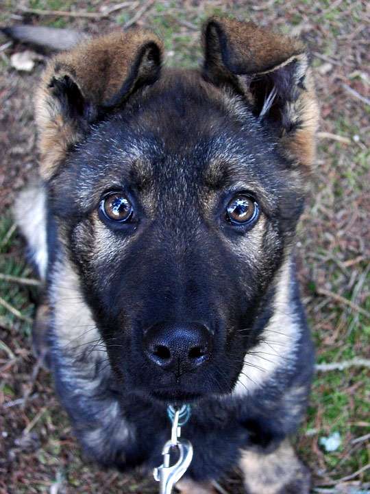 Серый щенок немецкой овчарки смотрит преданно в глаза, фото фотография собаки