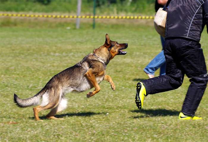 Овчарка бежит за убегающим фигурантом, фото фотография собаки